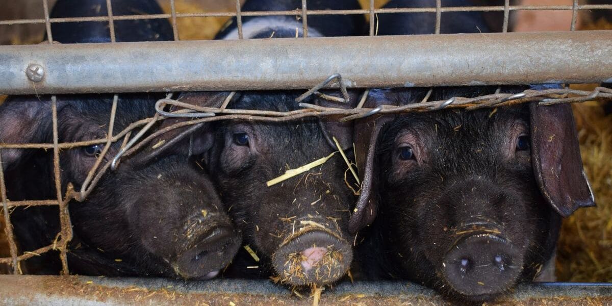 Symbolisk billede: tre grise bag et hegn